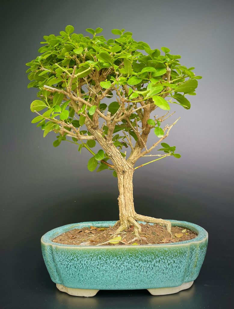 premna bonsai from delhibonsai.com