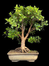 Formal Upright Ficus longisland Bonsai1