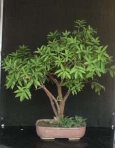 Jacunia umbellata best bonsai plant to gift