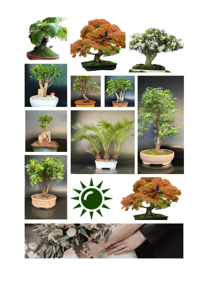 Various bonsais Tree Species