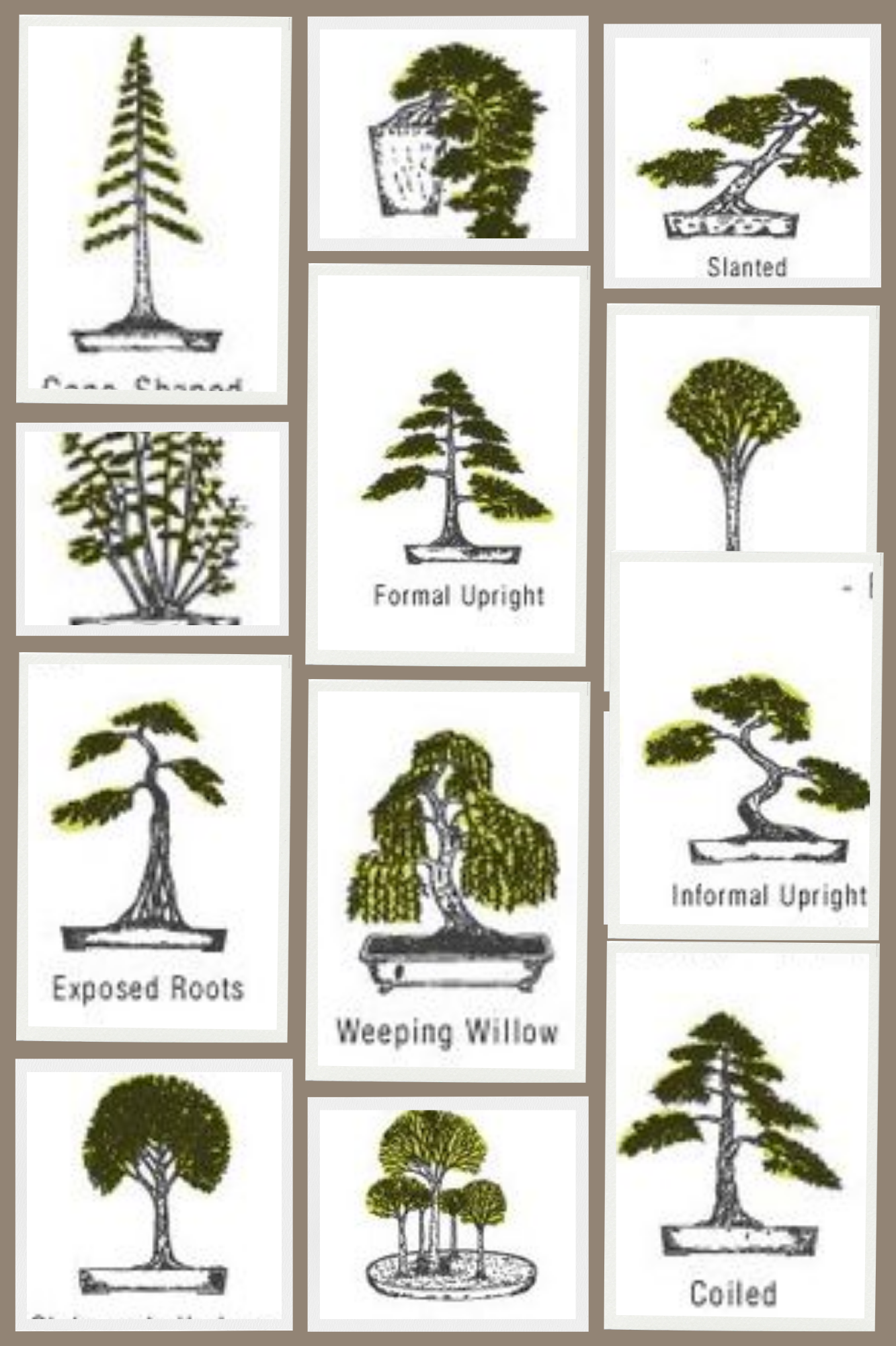 Bonsai Styles