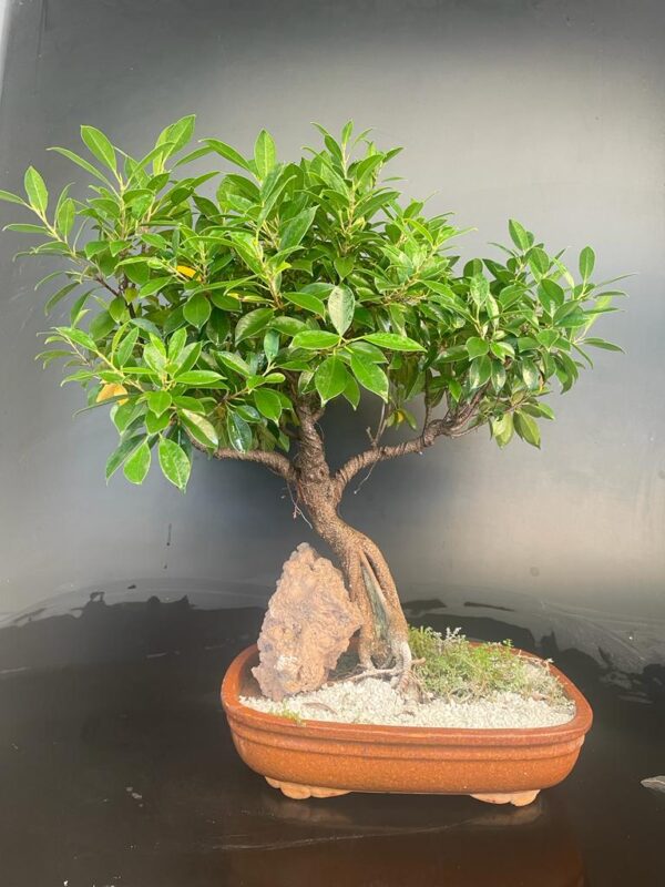 Ficus microcarpa Big Bonsai