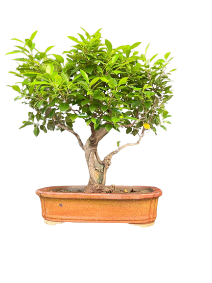 Ficus microcarpa from delhibonsai.com