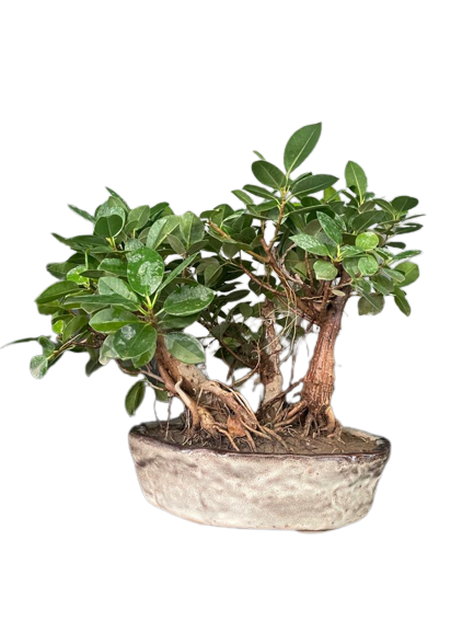 Gift Ficus longisland online delhi NCR