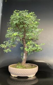 Buy Jungle Jalebi Bonsai tree in Delhi India Masters Choice