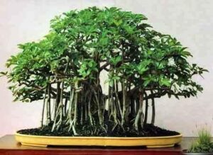 banyan bonsai