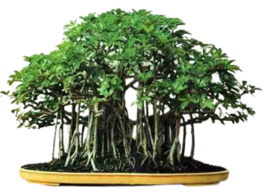 how bonsai trees are grown