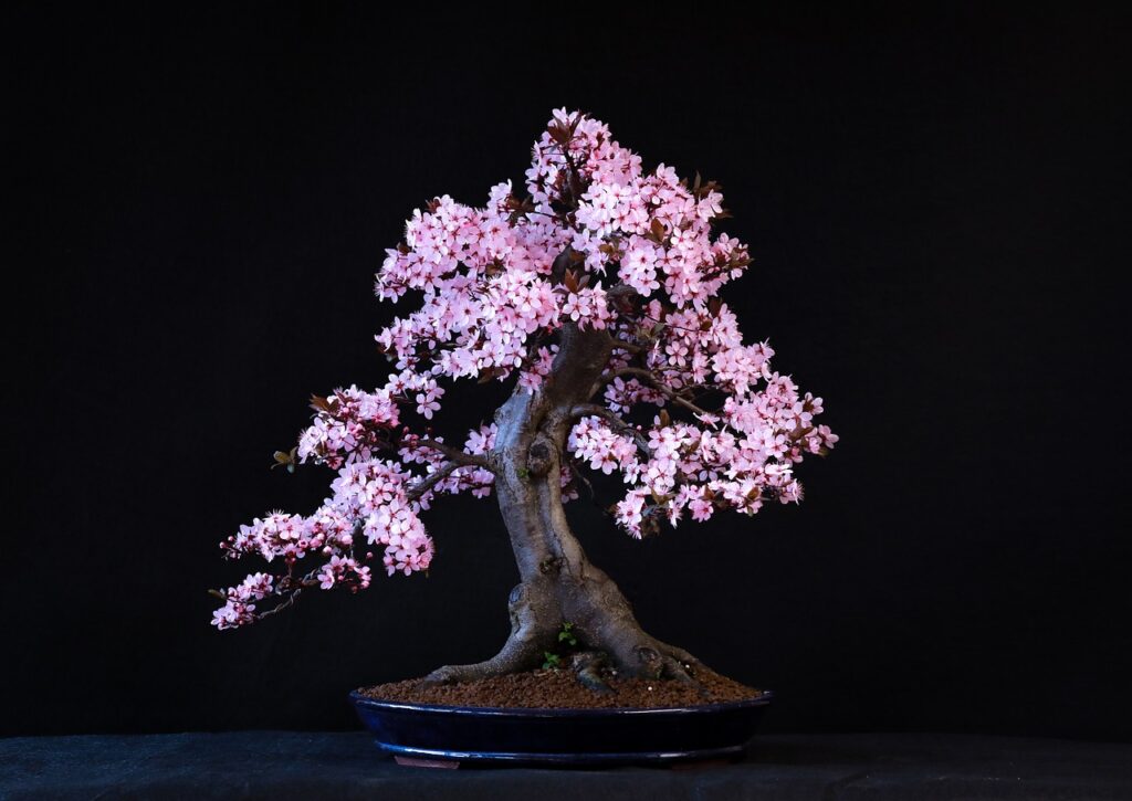 delhibonsai.com blog and store to buy bonsai delhi NCR
