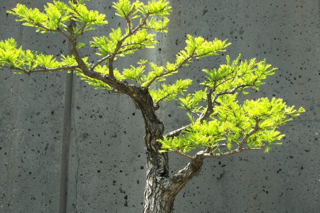 Delhibonsai.com sale of bonsai