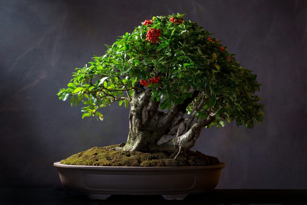 Multi trunk bonsai