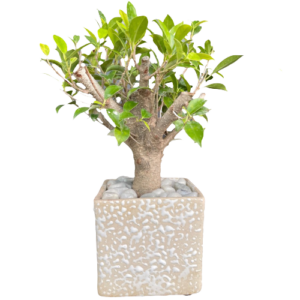 Gift Bonsai