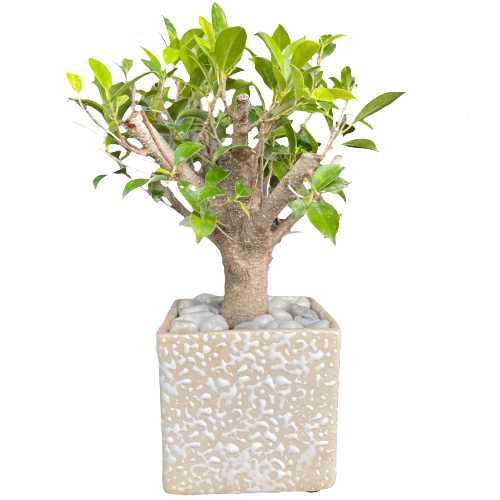 Gift Bonsai