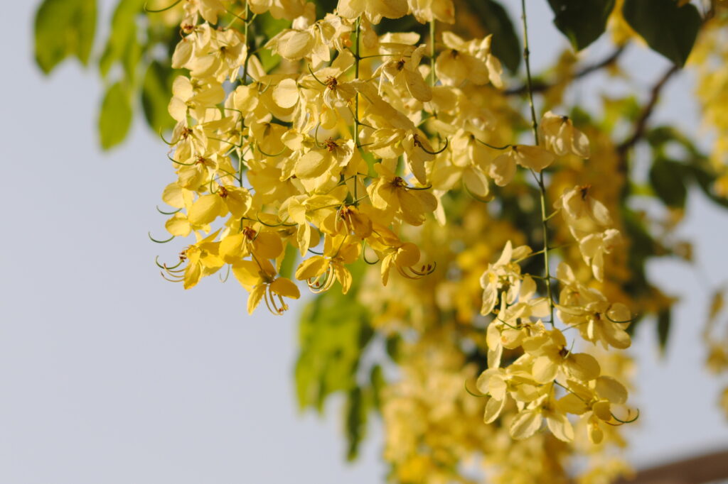 cassia fistula bonsai from delhibonsai.com