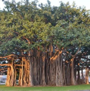 Banyan Tree