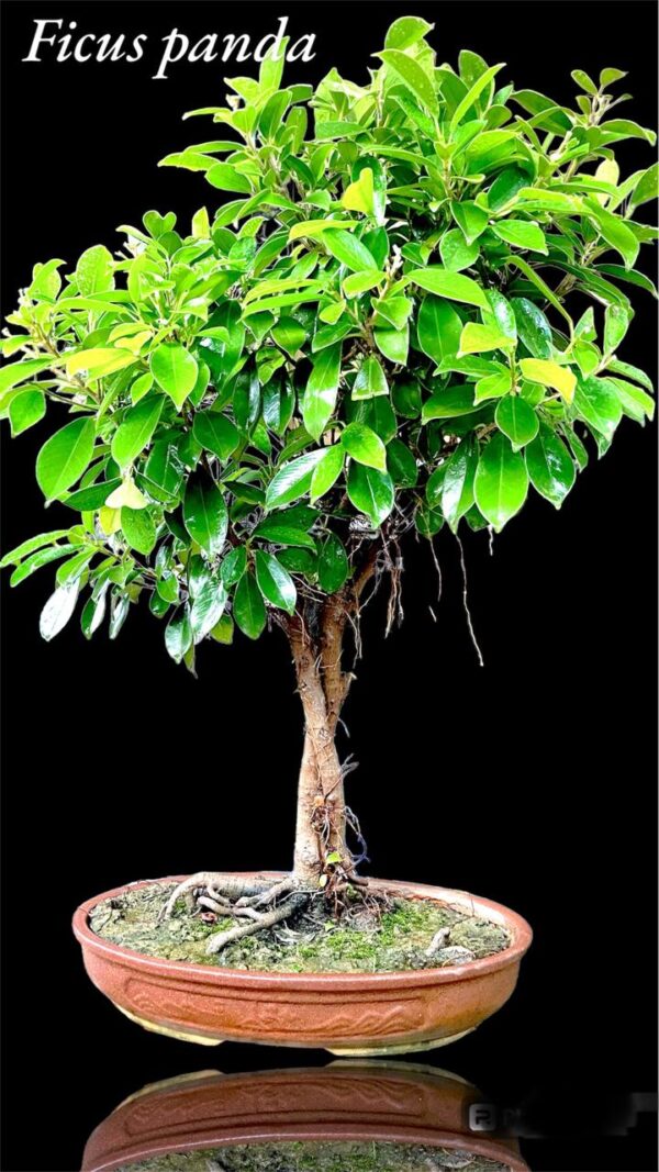 Ficus Panda Bonsai Big