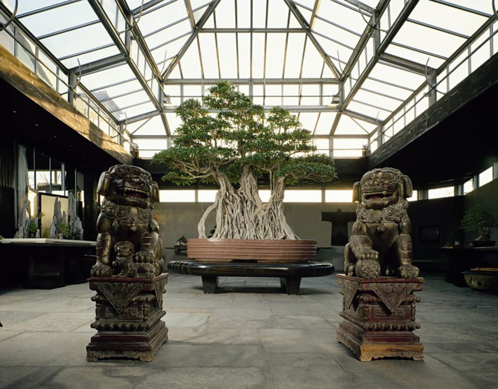 Italys 1000 yr old ficus bonsai Bonsai Gardens in the World