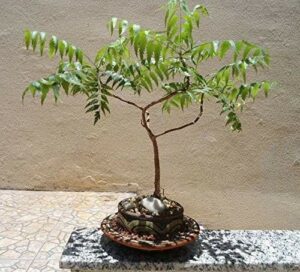 Medicinal Bonsai neem tree