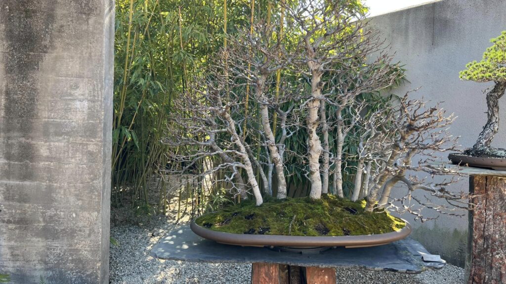 Bonsai Gardens in the World