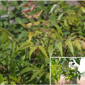 Neem Tree Leaves