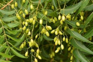 Fruits of Neem Tree