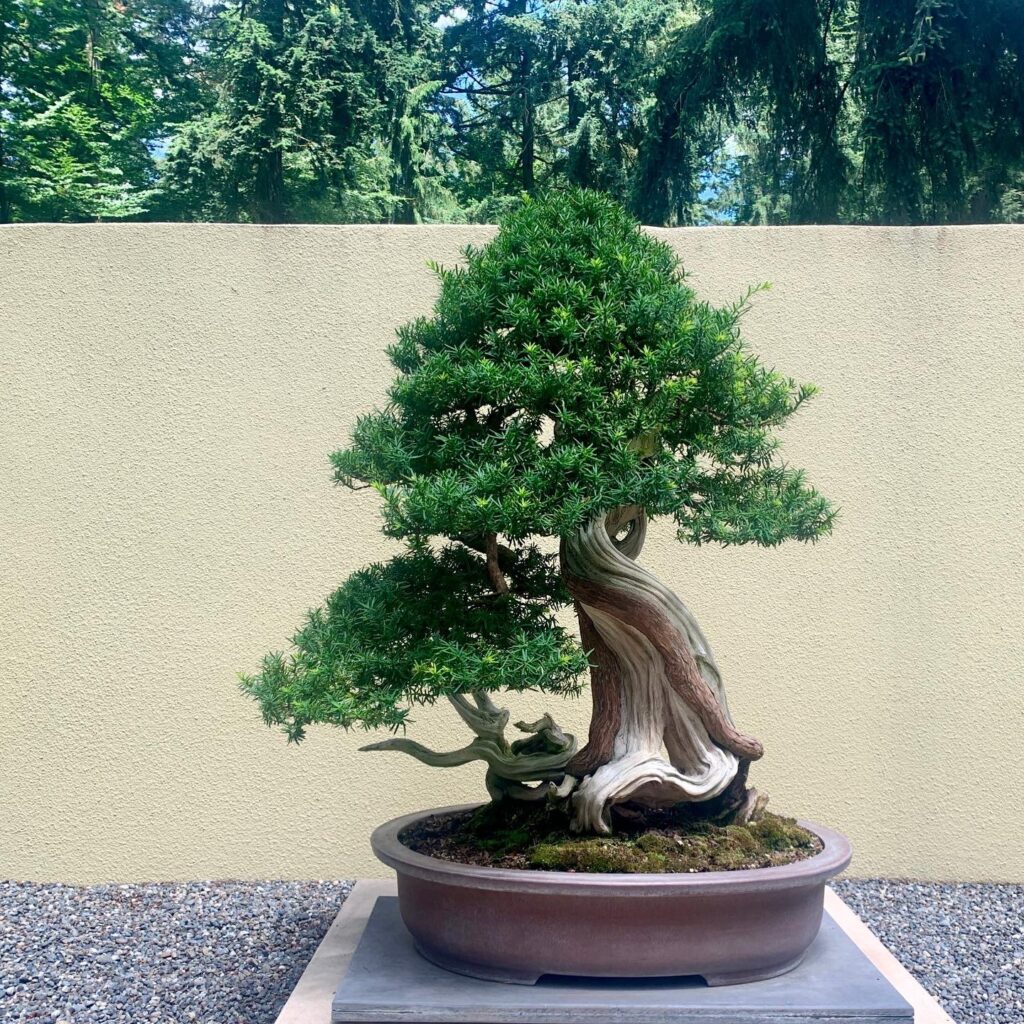 Rare Bonsai Tree Species