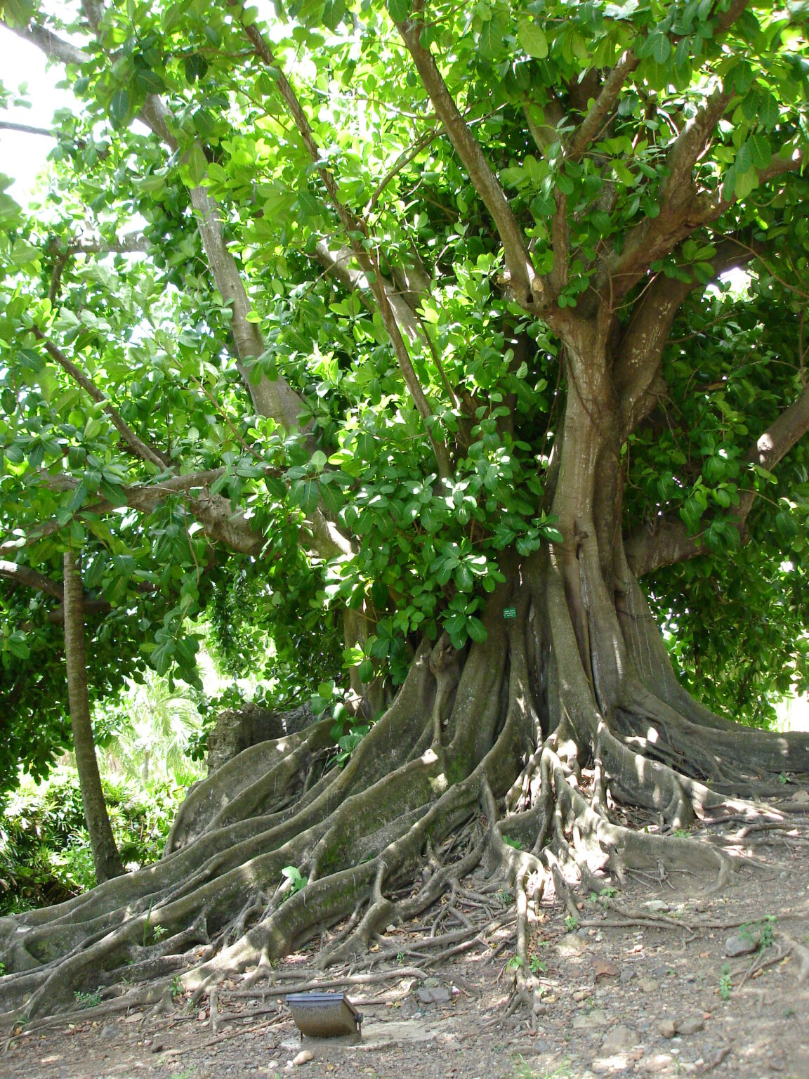 Ficus Tree with Nebri