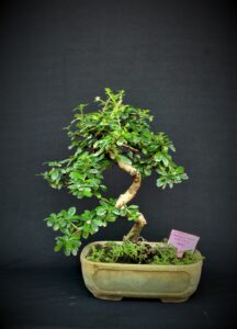 Carmona Bonsai