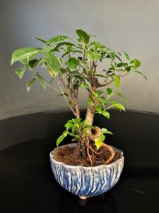 Ficus Microcarpa Medium for sale at www.delhibonsai.com