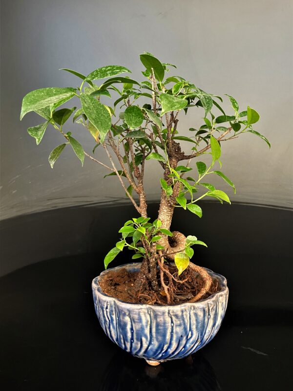 Ficus Microcarpa Gift Bonsai Medium for sale at www.delhibonsai.com