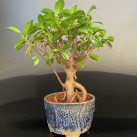 Ficus microcarpa Gift Bonsai by delhibonsai.com