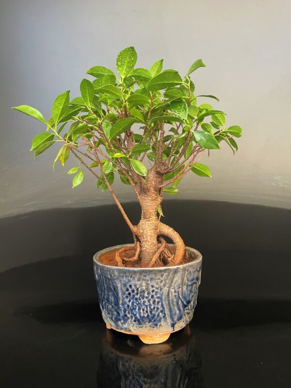 Ficus microcarpa Gift Bonsai by delhibonsai.com