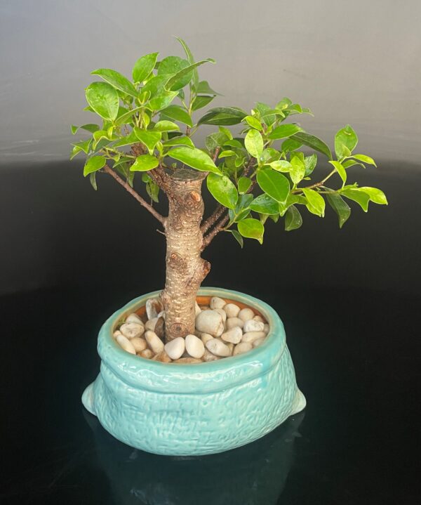 Ficus Microcarpa small for sale at www.delhibonsai.com