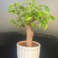 Ficus Microcarpa small for sale at www.delhibonsai.com