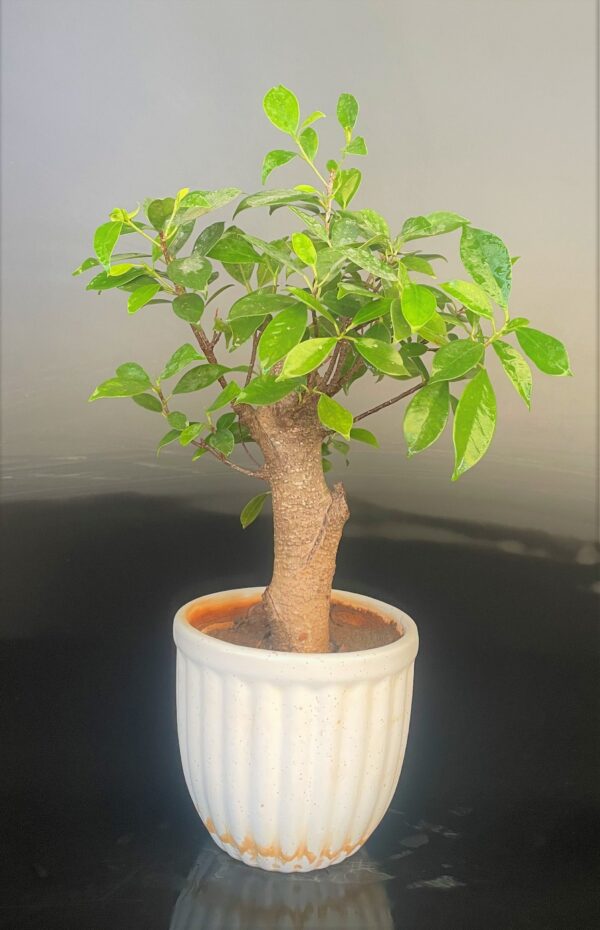 Ficus Microcarpa small for sale at www.delhibonsai.com
