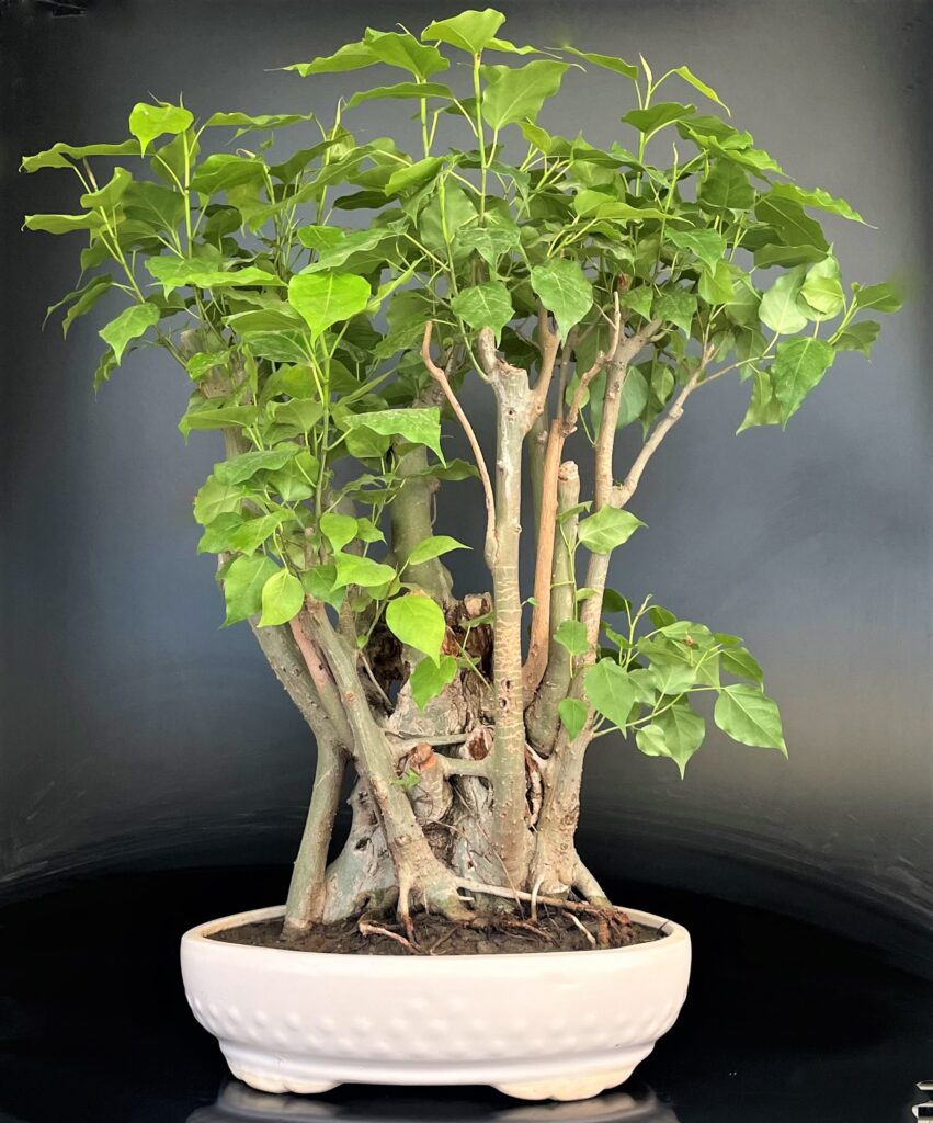 Bodhi Vriksha Yamadori