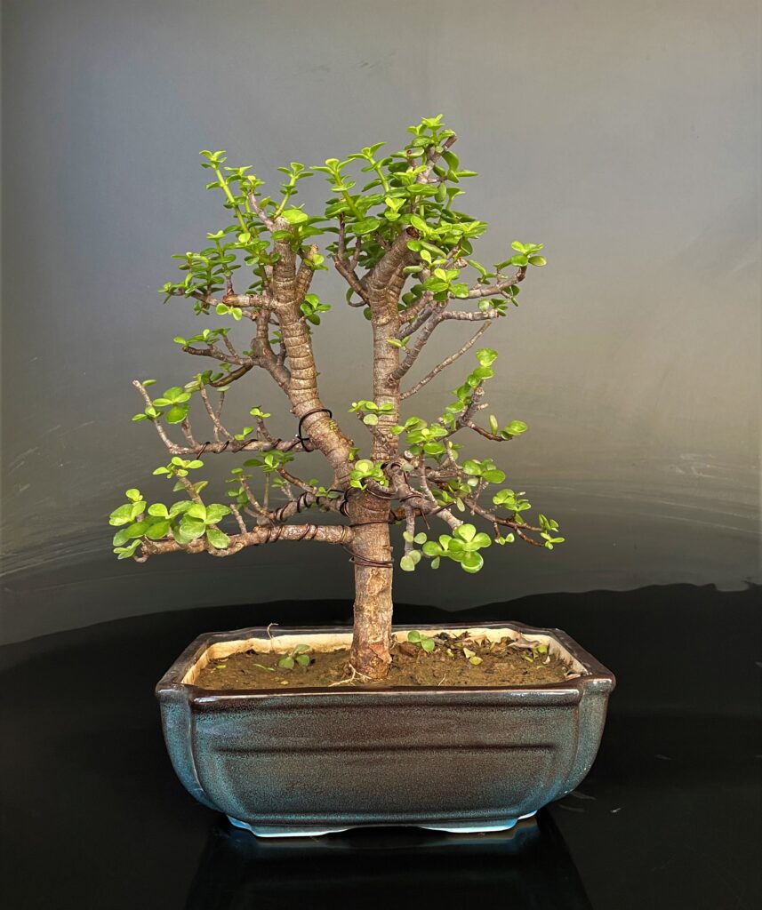 Jade Crasulla Bonsai Jade Crasulla Bonsai Friendship tree