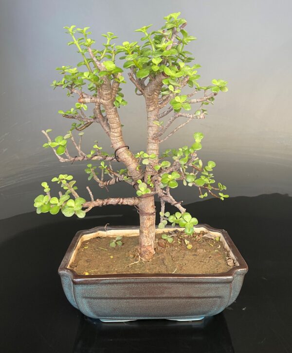 friendship tree