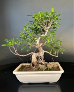 Ficus microcarpa from delhibonsai.com