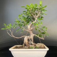 Ficus Microcarpa Rock bonsai
