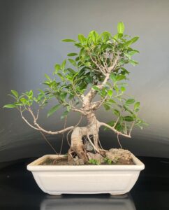 Microcarpa from Delhibonsai.com