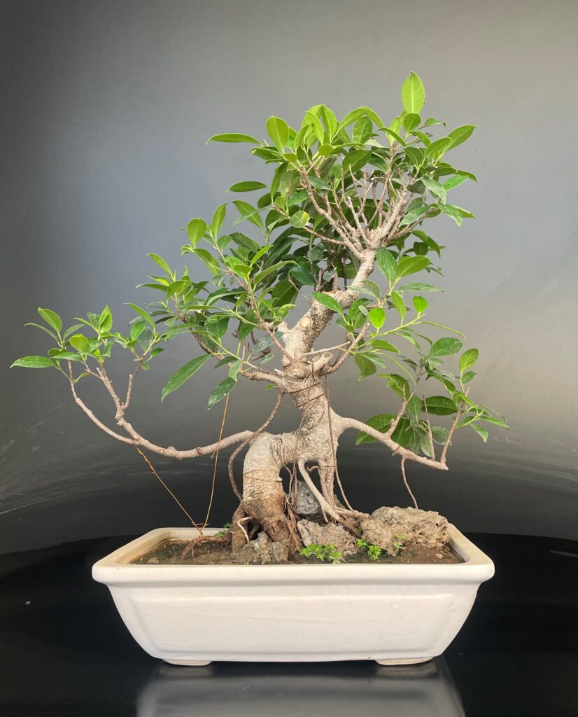 Ficus Microcarpa Rock bonsai
