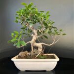The Complete Guide to Ficus Bonsai: From Care to Maintenance
