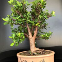 Ficus Longisland Gift Bonsai