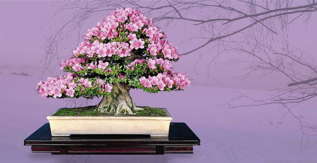 Five Reasons to bring a Bonsai into Your Life