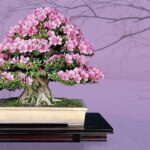 Five Reasons to bring a Bonsai into Your Life