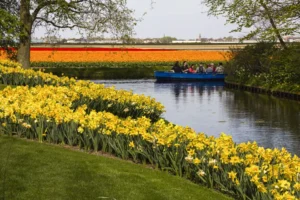 Experience the tulip fields around Keukenhof Gardens 