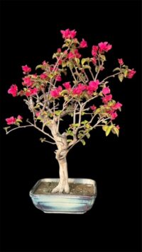 bougan bonsai