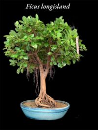 Formal Upright Ficus longisland Bonsai1