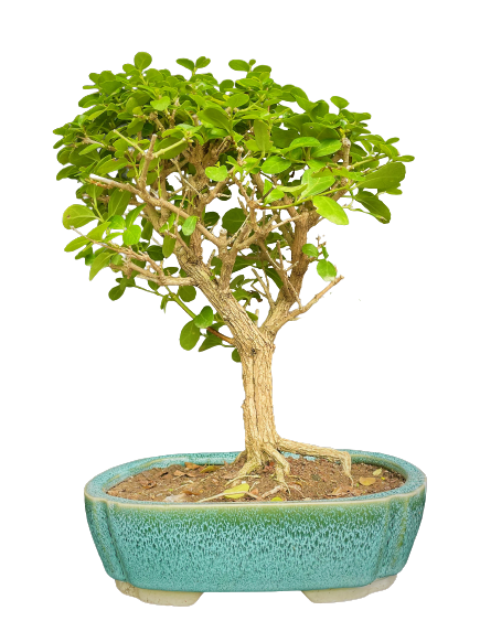 premna by delhibonsai.com bonsai wiring