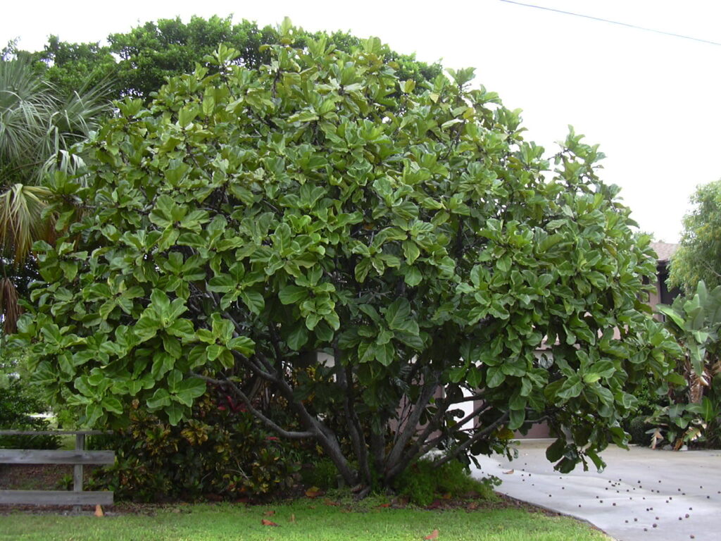 Ficus Bonsai